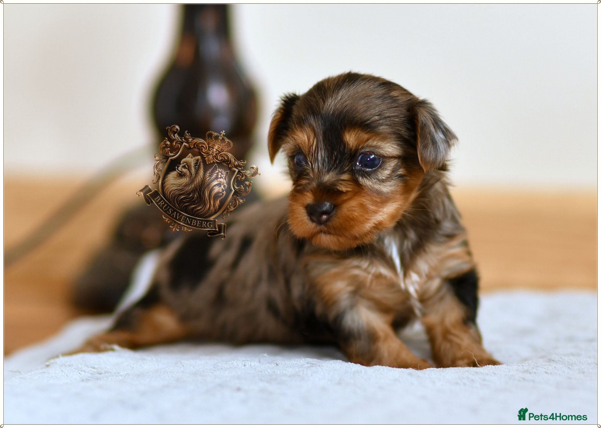 Yorkshire Terrier dogs BLUEBERRY MERLE AND BLACK & TAN BOYS DNA TESTED - Advert 11