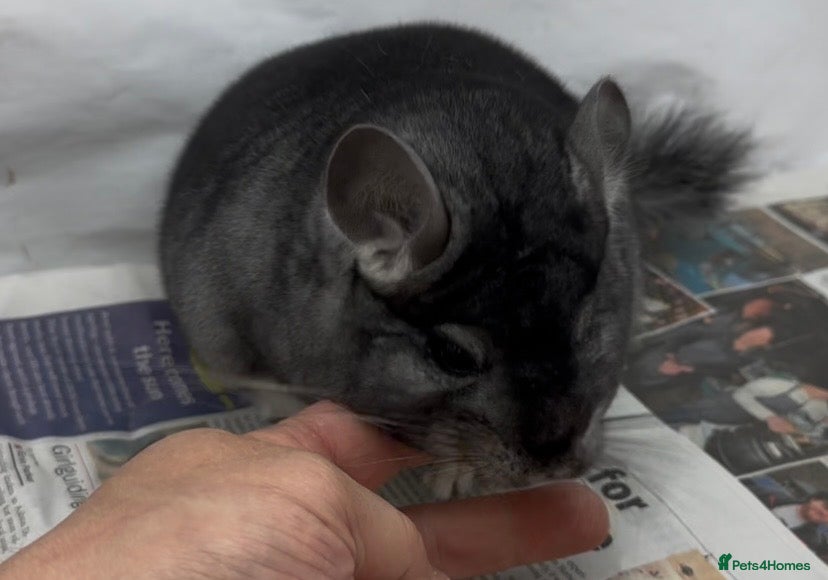 Chinchilla rodents Sophie, beautiful chunky Standard girl. Super tame - Advert 2