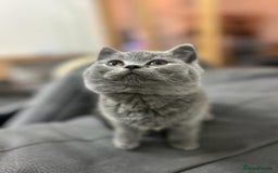 British Shorthair cats for sale: GCCF champion bloodline BSH blue kittens.  - Image 4