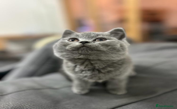 British Shorthair cats - Advert 10