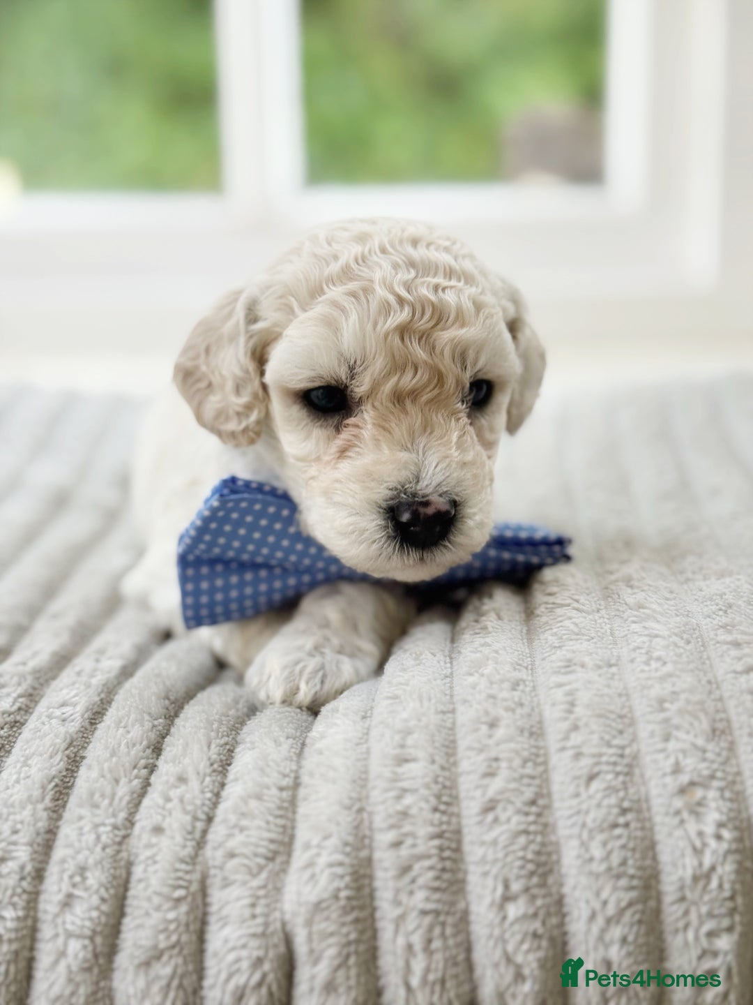 Cavapoochon dogs for sale: Cavapoochon puppies  - Image 20