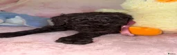 Australian Labradoodle dogs for sale: Australian labradoodles  - Advert 8