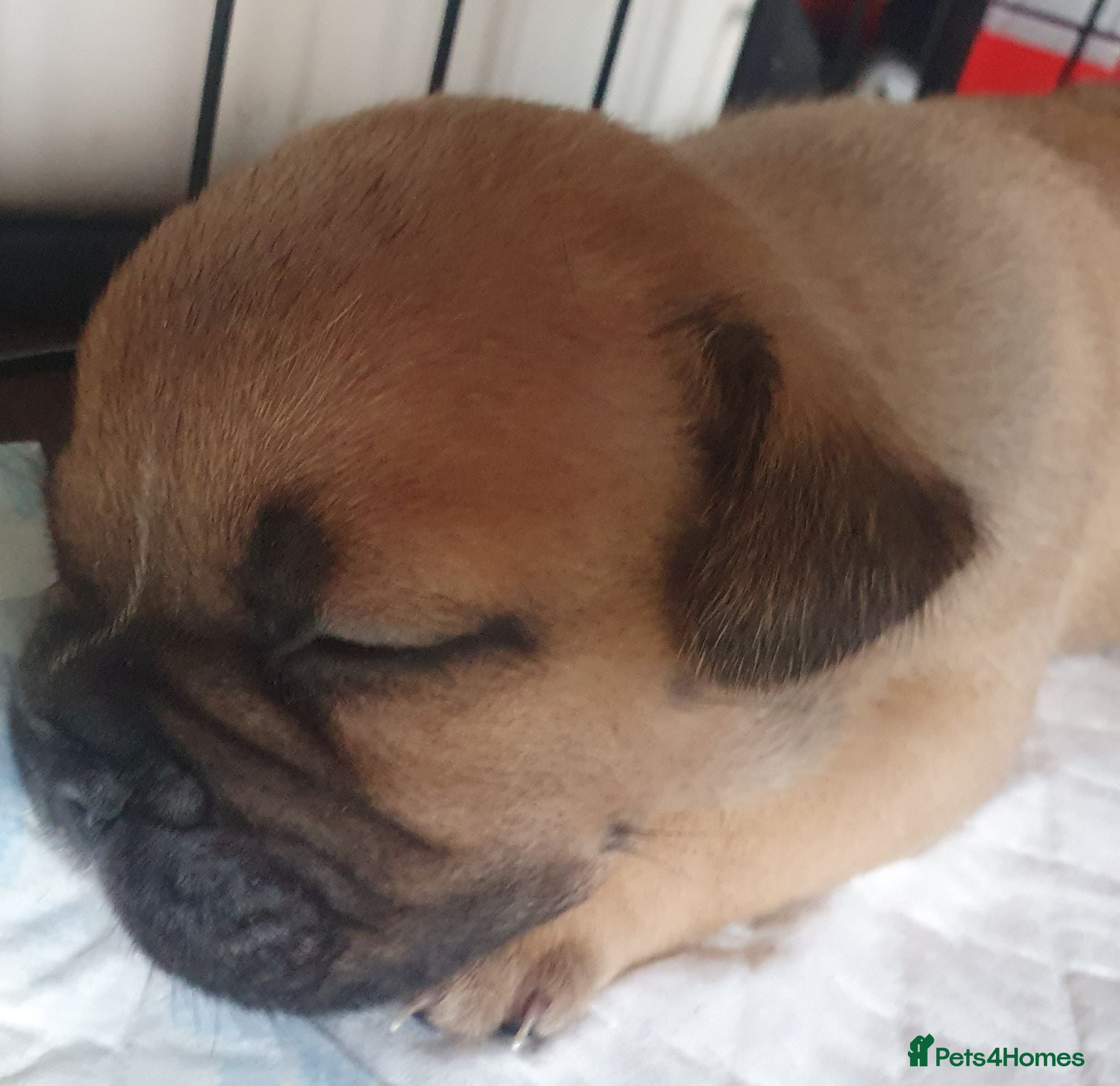 Mixed Breed dogs Only 5 beautiful left!!!  - Advert 3
