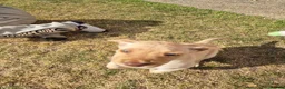 Labrador Retriever dogs for sale: Labrador retriever female puppy - Advert 11