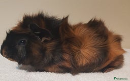 Guinea Pig rodents for sale: Baby Abyssinian Purebred Guinea Pig - Advert 3