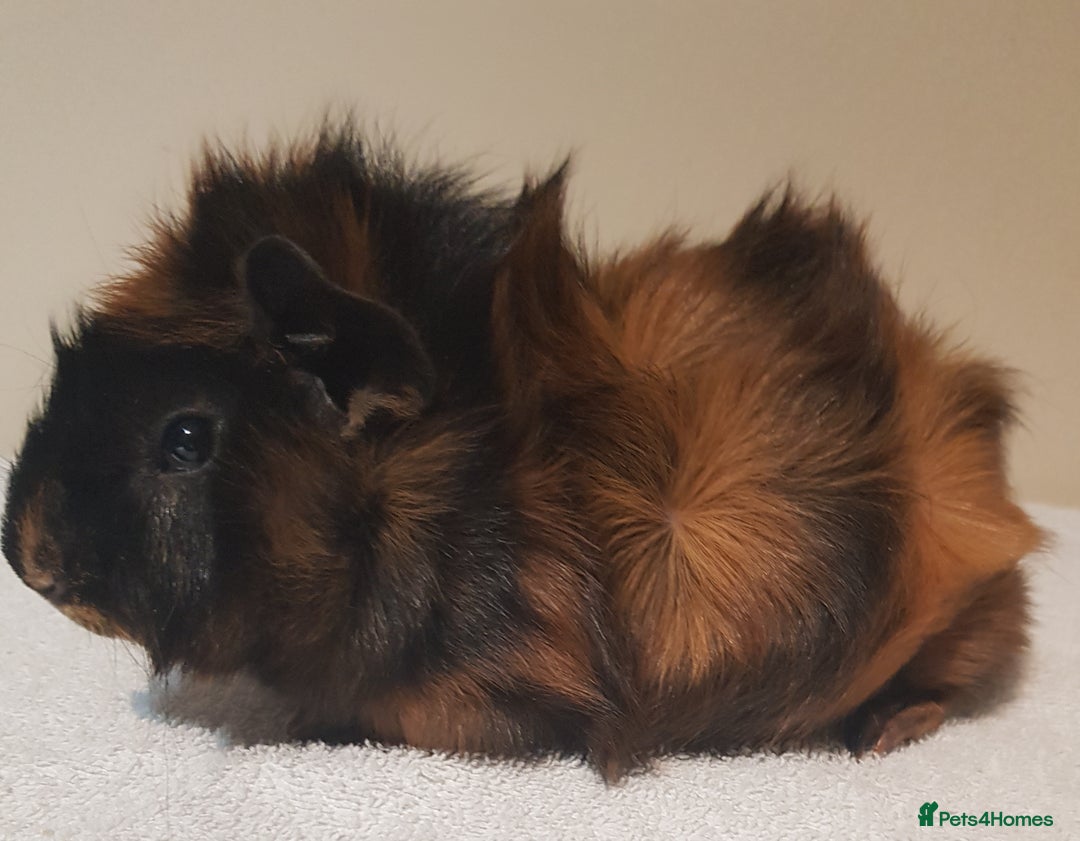 Guinea Pig rodents for sale: Baby Abyssinian Purebred Guinea Pig - Advert 3