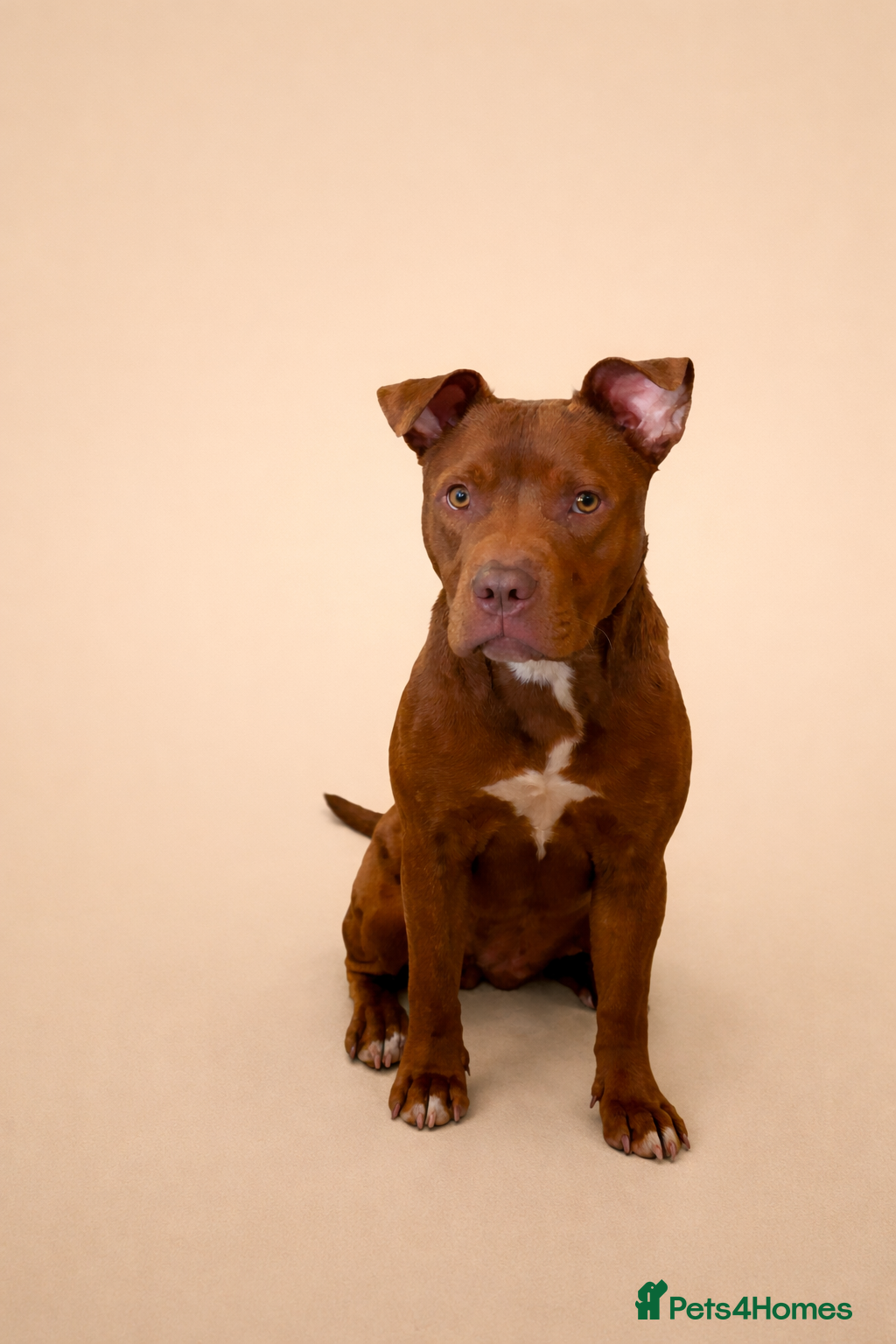 Mixed Breed dogs 9 month old American staffy - Advert 2