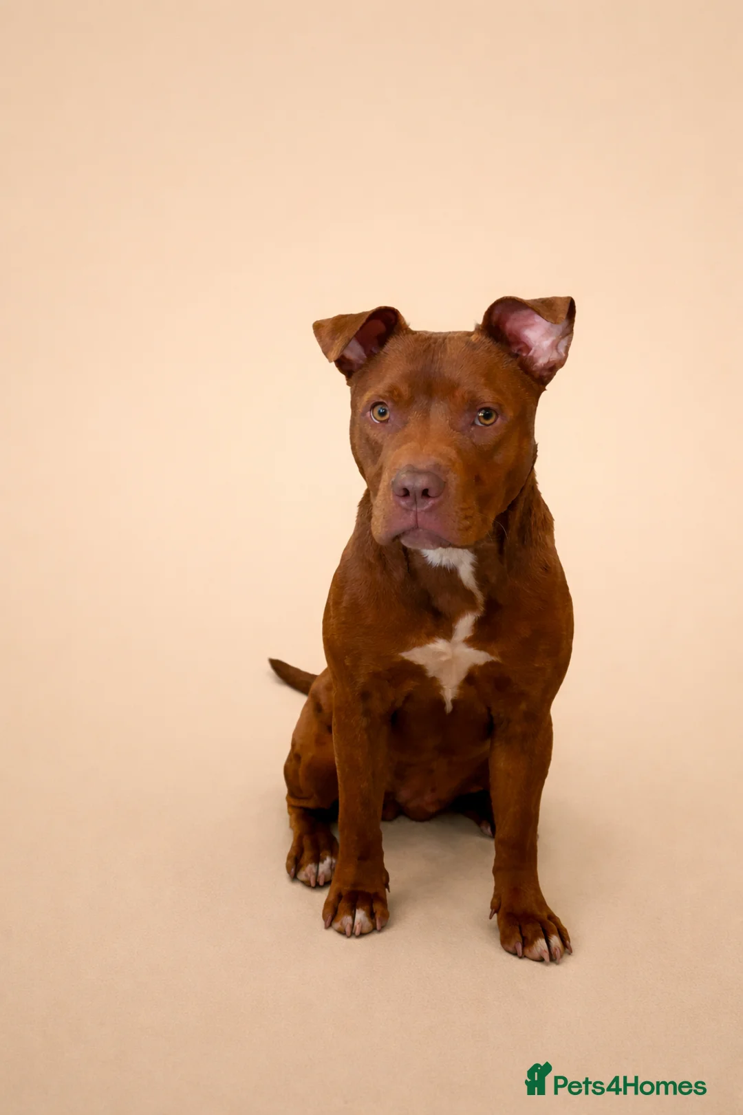 Mixed Breed dogs for sale: 9 month old American staffy in Warwick - Advert 1