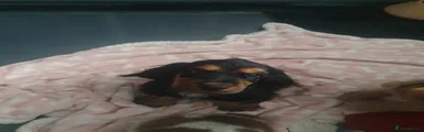 Cocker Spaniel 5