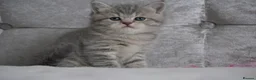 Munchkin cats for sale: 🍇🫐Munchkin Kittens - Advert 10