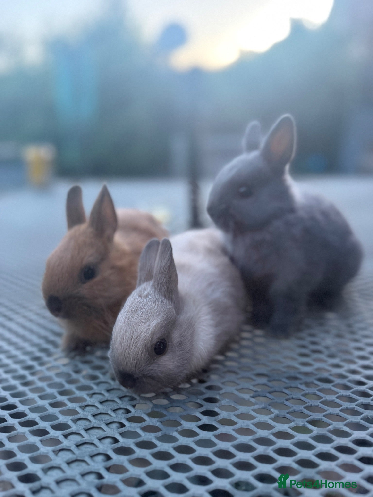 Netherland Dwarf rabbits Netherland dwarf babies - Advert 1