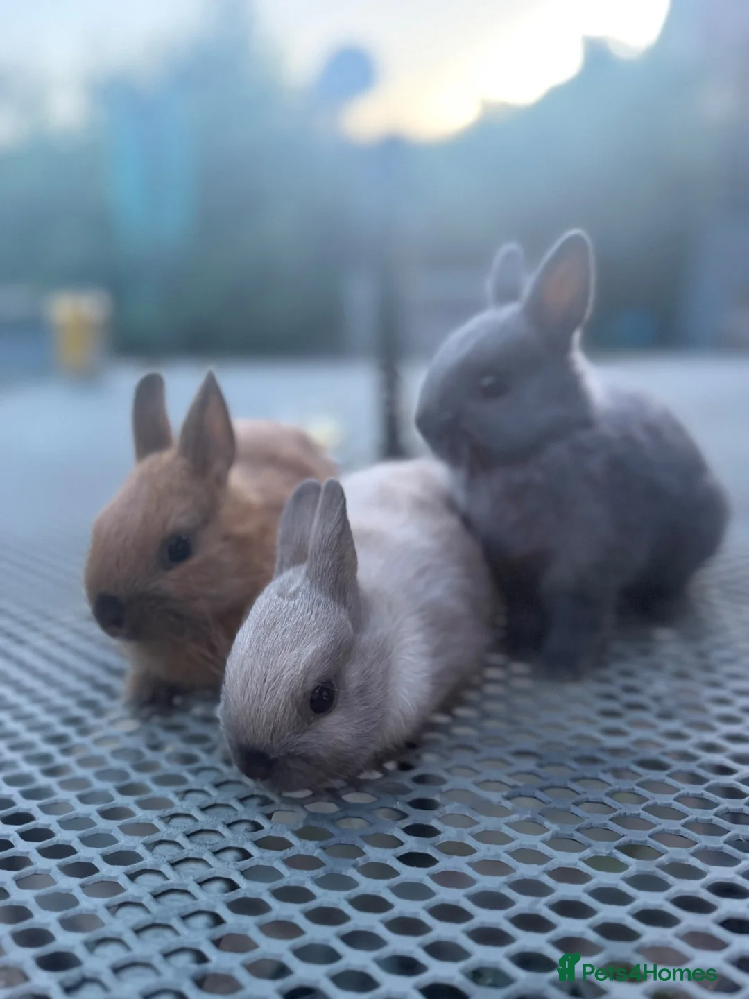 Netherland Dwarf rabbits for sale: Netherland dwarf babies - Advert 1