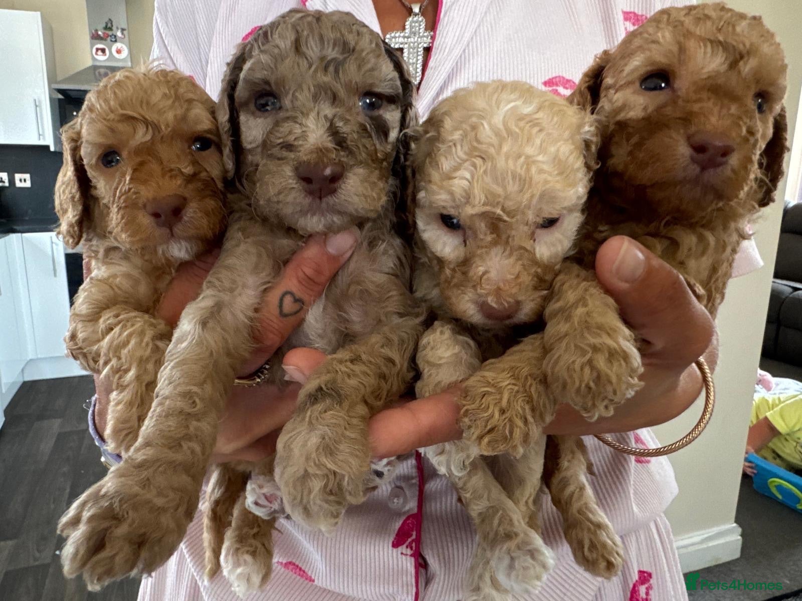 Cockapoo dogs Miniature Cockapoo Puppies - Advert 18