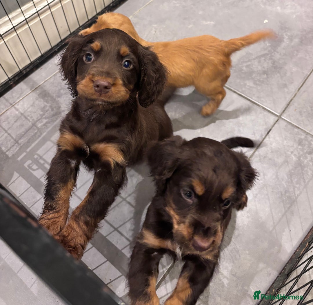 Cocker Spaniel dogs for sale: Working cocker spaniel now ready - Advert 19