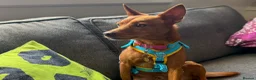 Mixed Breed dogs for adoption: Rusty - Podenco cross  in Waltham Cross - Advert 5