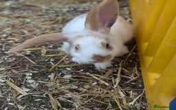 Mixed Breed rabbits for sale: 4 baby rabbits - Image 4