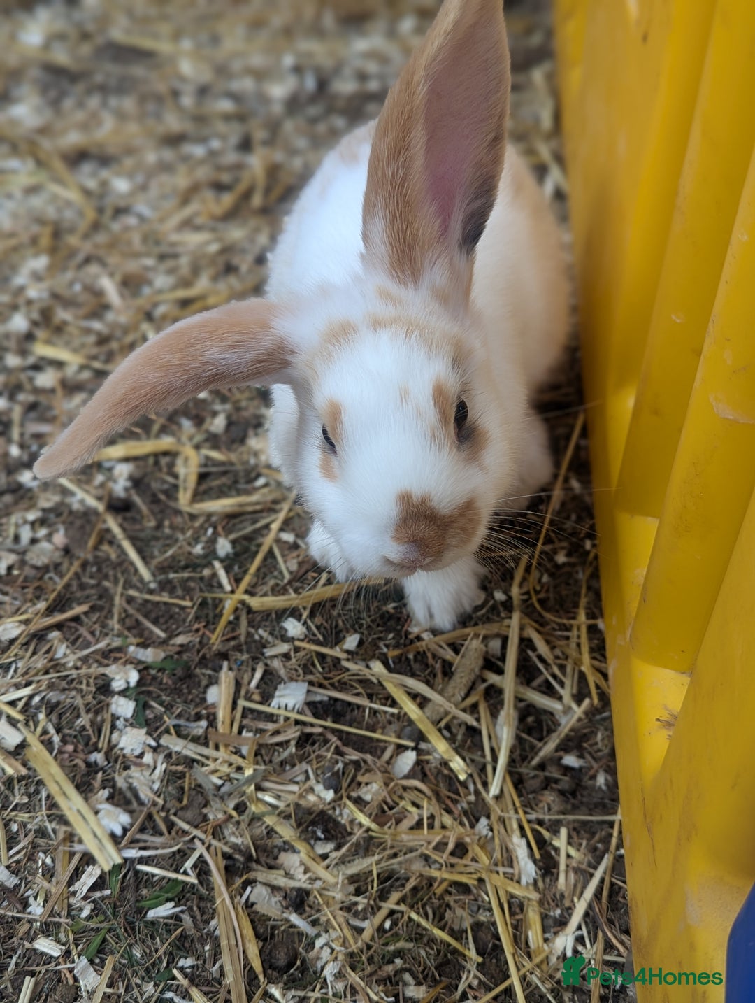 Mixed Breed rabbits for sale: 4 baby rabbits - Image 4