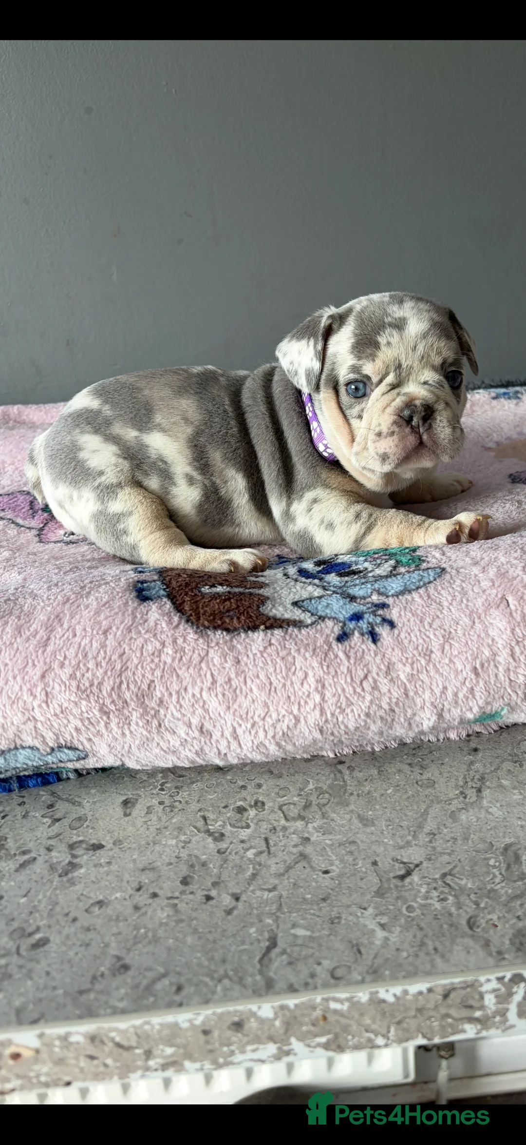 French Bulldog dogs for sale: French bull dog puppies  - Advert 2