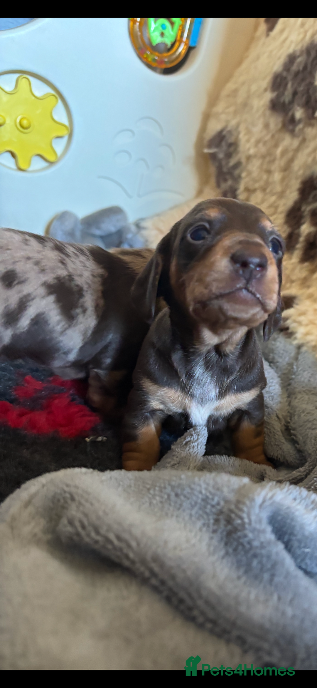 Miniature Dachshund dogs for sale: Kc miniature Dachshunds 2  girls  left  - Image 2