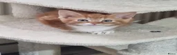 Mixed Breed cats for sale: A male ginger tabby and a female tuxedo - Advert 7