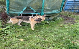 German Shepherd dogs for sale: German Shepherd pups - Image 9