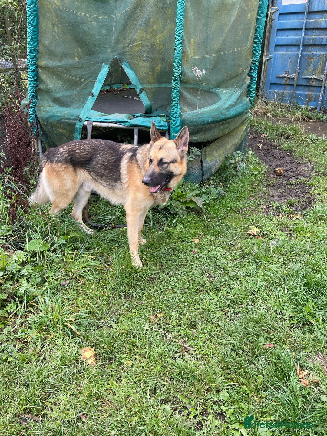 German Shepherd dogs for sale: German Shepherd pups - Image 9