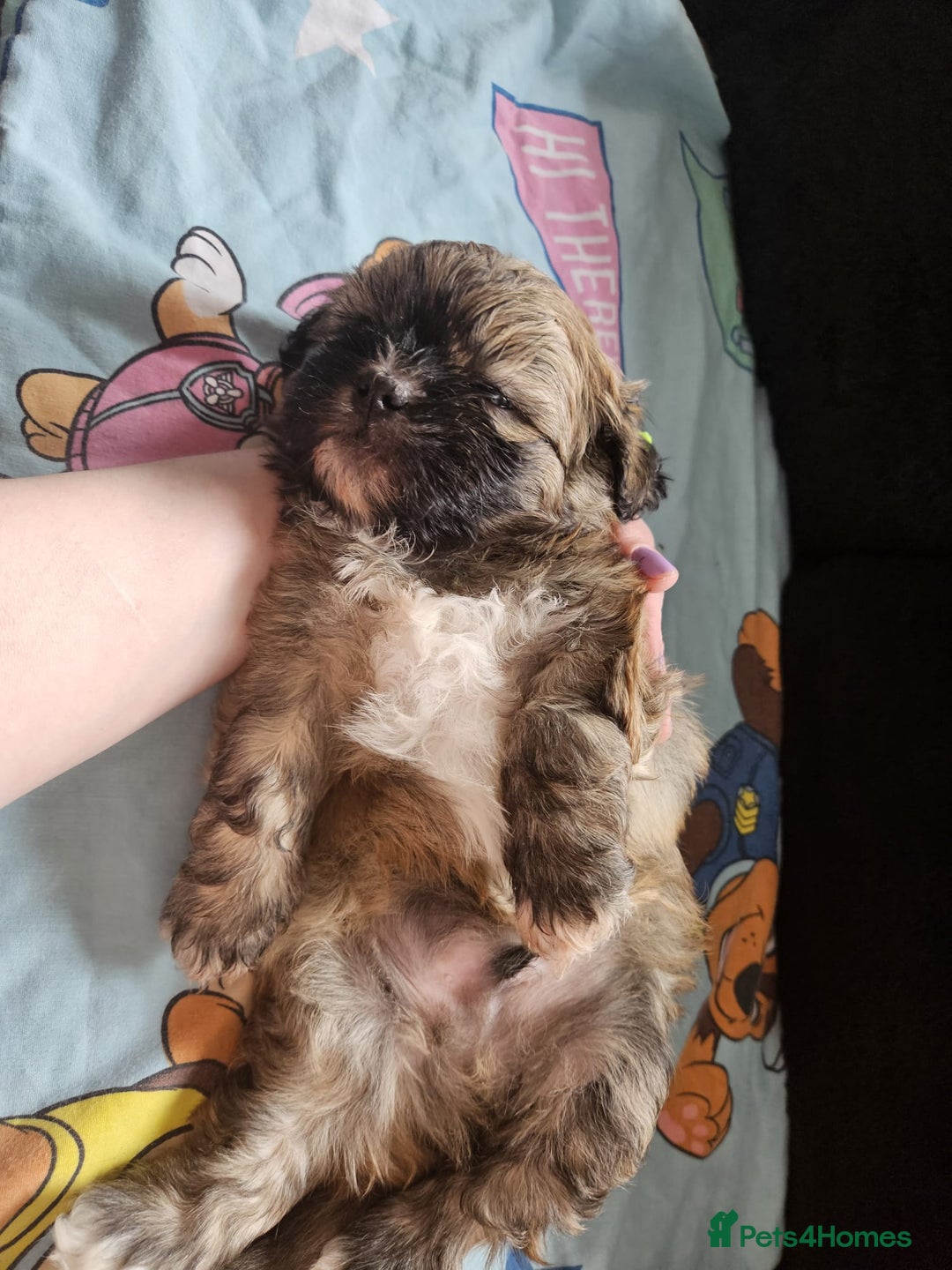 Shihpoo dogs for sale: F1B Shihpoo Teddy Bear Puppy's  - Image 7