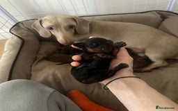 Dachshund dogs for sale: Dachshund puppies  - Advert 10