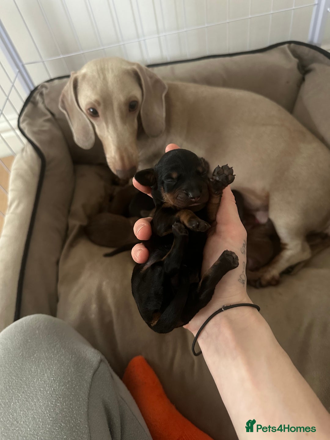 Dachshund dogs for sale: Dachshund puppies  - Advert 10