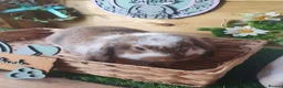 French Lop rabbits for sale: Vaccinated Giant French Lop Babies - Advert 6