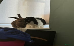 Mixed Breed rabbits for sale: Bonded pair of Rabbits - Free to a good home - Image 3