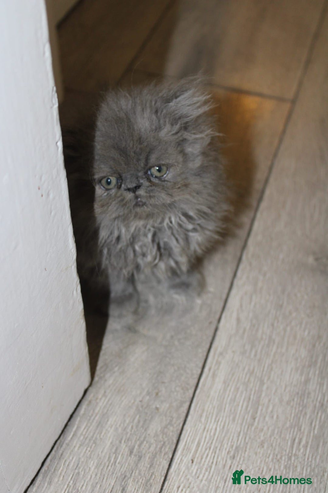 Persian cats for sale: Beautiful Female Kittens Ready for Loving Homes - Advert 13
