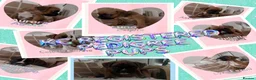 Boxer dogs for sale: 🐾 Exceptional Pedigree KC Reg. Boxer Puppies 🐾 - Advert 1