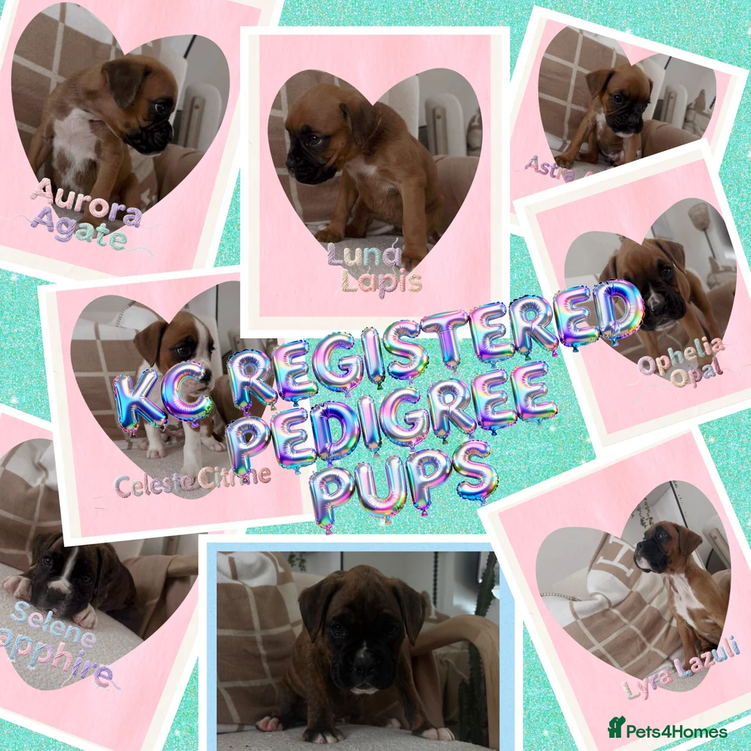 Boxer dogs for sale: 🐾 Exceptional Pedigree KC Reg. Boxer Puppies 🐾 - Advert 1