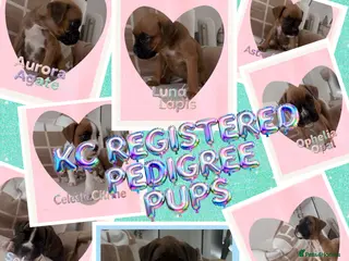 Boxer dogs 🐾 Exceptional Pedigree KC Reg. Boxer Puppies 🐾 - Advert 2
