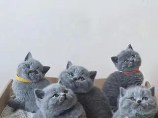 British Shorthair cats Amazing British shorthaired kittens - Advert 15