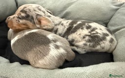 Miniature Dachshund dogs for sale: Miniature dachshund boys can leave today ❤️🤍  - Image 10