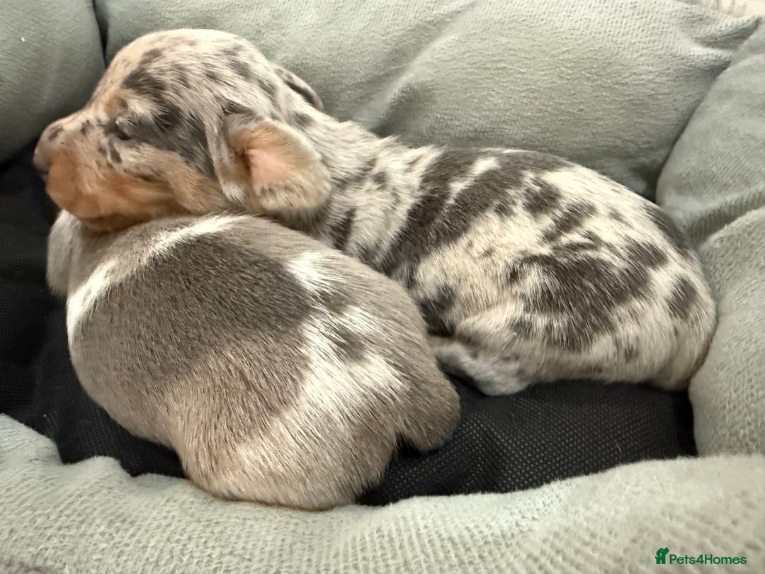 Miniature Dachshund dogs for sale: Miniature dachshund boys can leave today ❤️🤍  - Image 10
