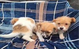 Jack Russell dogs for sale: Lovely Rough Coated Small Jack Russells  - Advert 5
