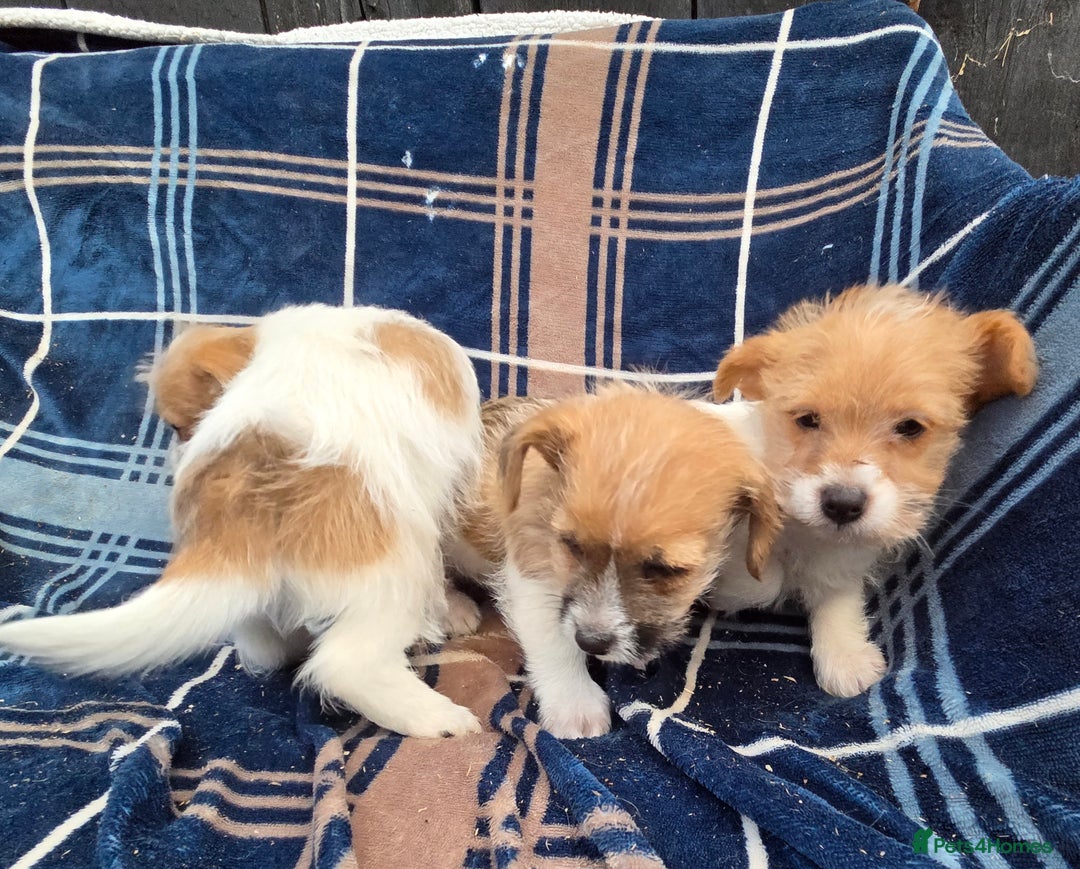 Jack Russell dogs for sale: Lovely Rough Coated Small Jack Russells  - Advert 5