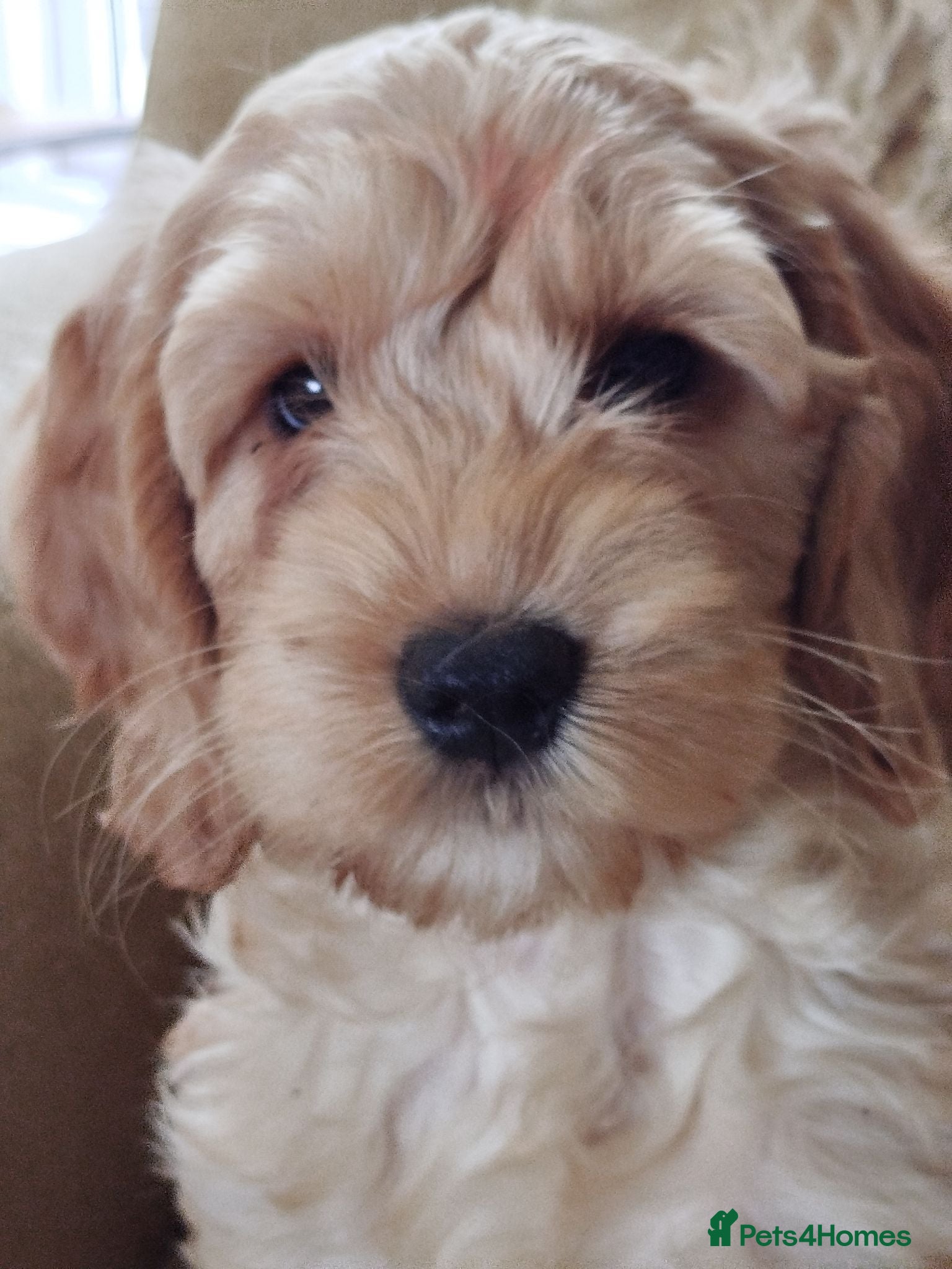 Cockapoo dogs  Cockerpoo f2 Ready to leave. - Advert 1