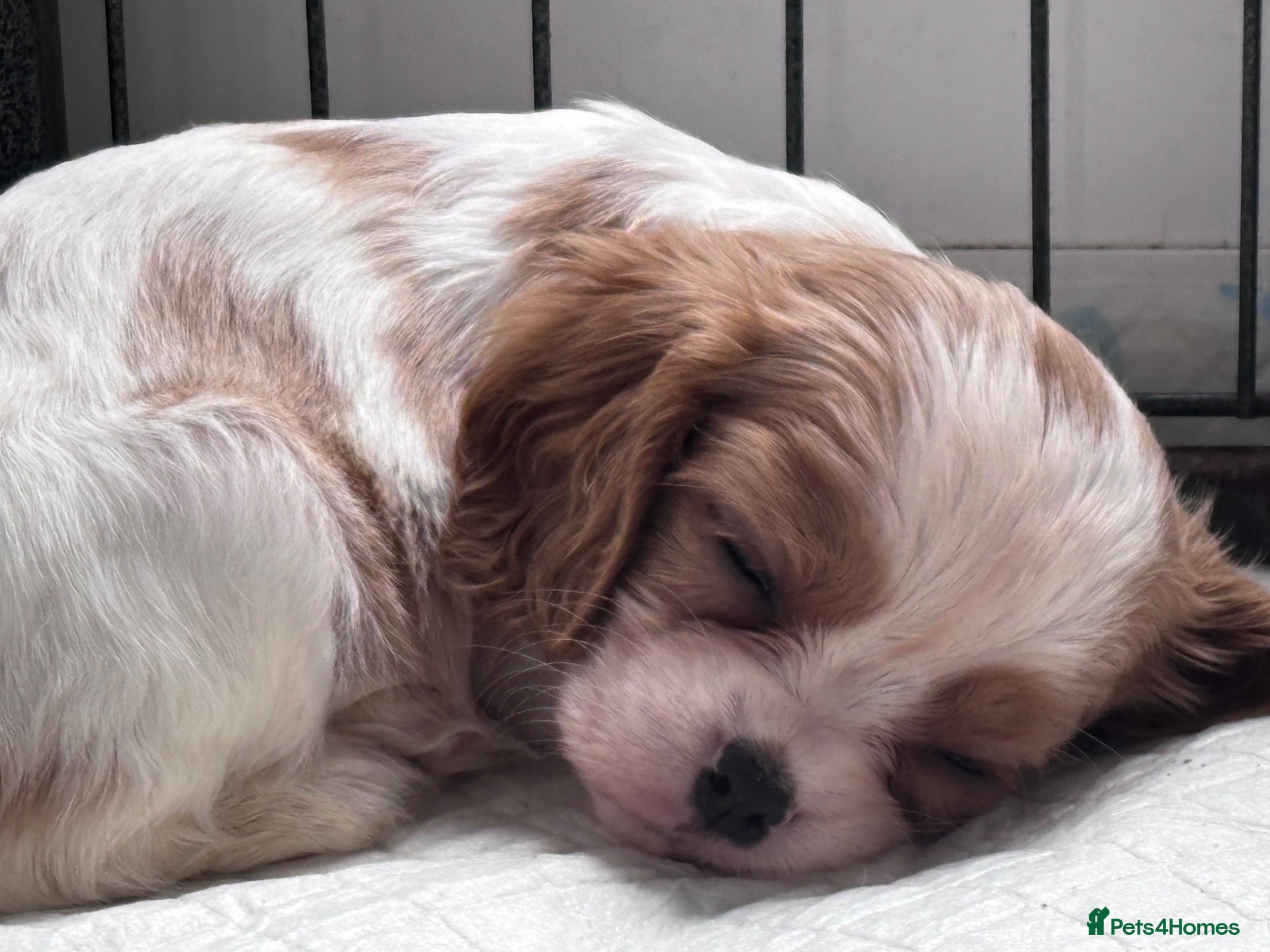 Cavalier King Charles Spaniel dogs Cavalier king charles boys and girls - Advert 5