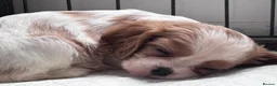 Cavalier King Charles Spaniel dogs for sale: Cavalier king charles boys and girls - Advert 1
