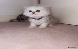 Persian cats for sale: Rare Persian Kittens🤍Only 1 Left - Image 13