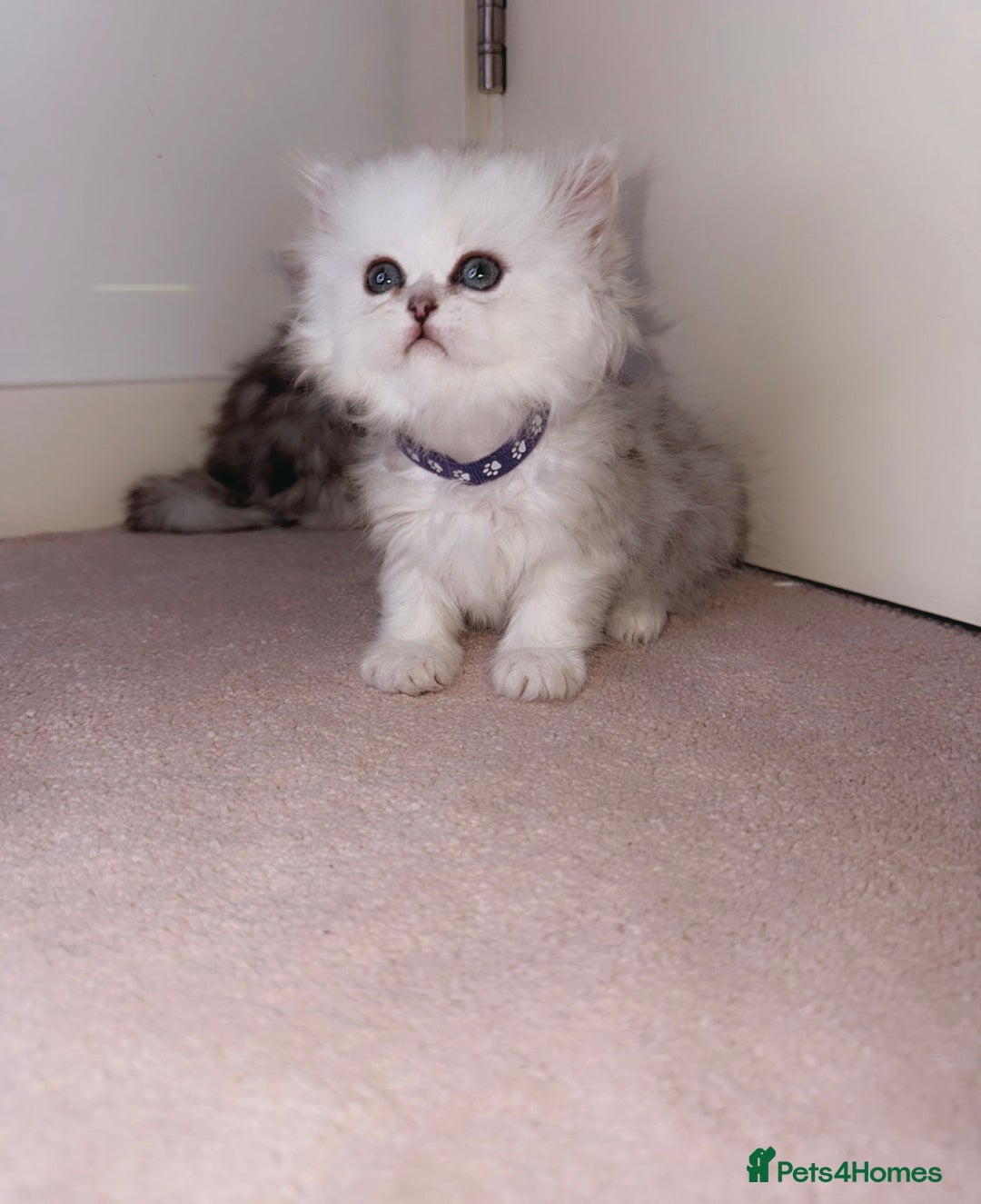 Persian cats for sale: Rare Persian Kittens🤍Only 1 Left - Image 13