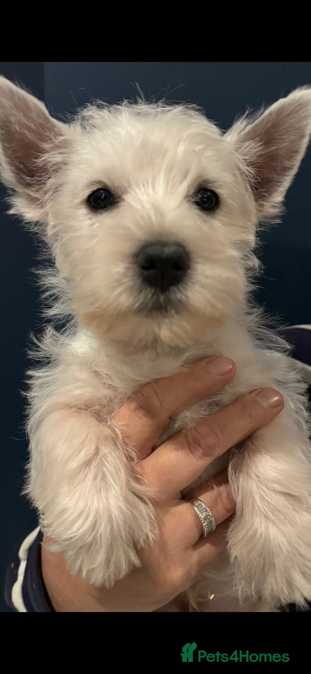 West Highland Terrier dogs for sale: KC REGISTERED WEST HIGHLAND TERRIERS - Advert 4