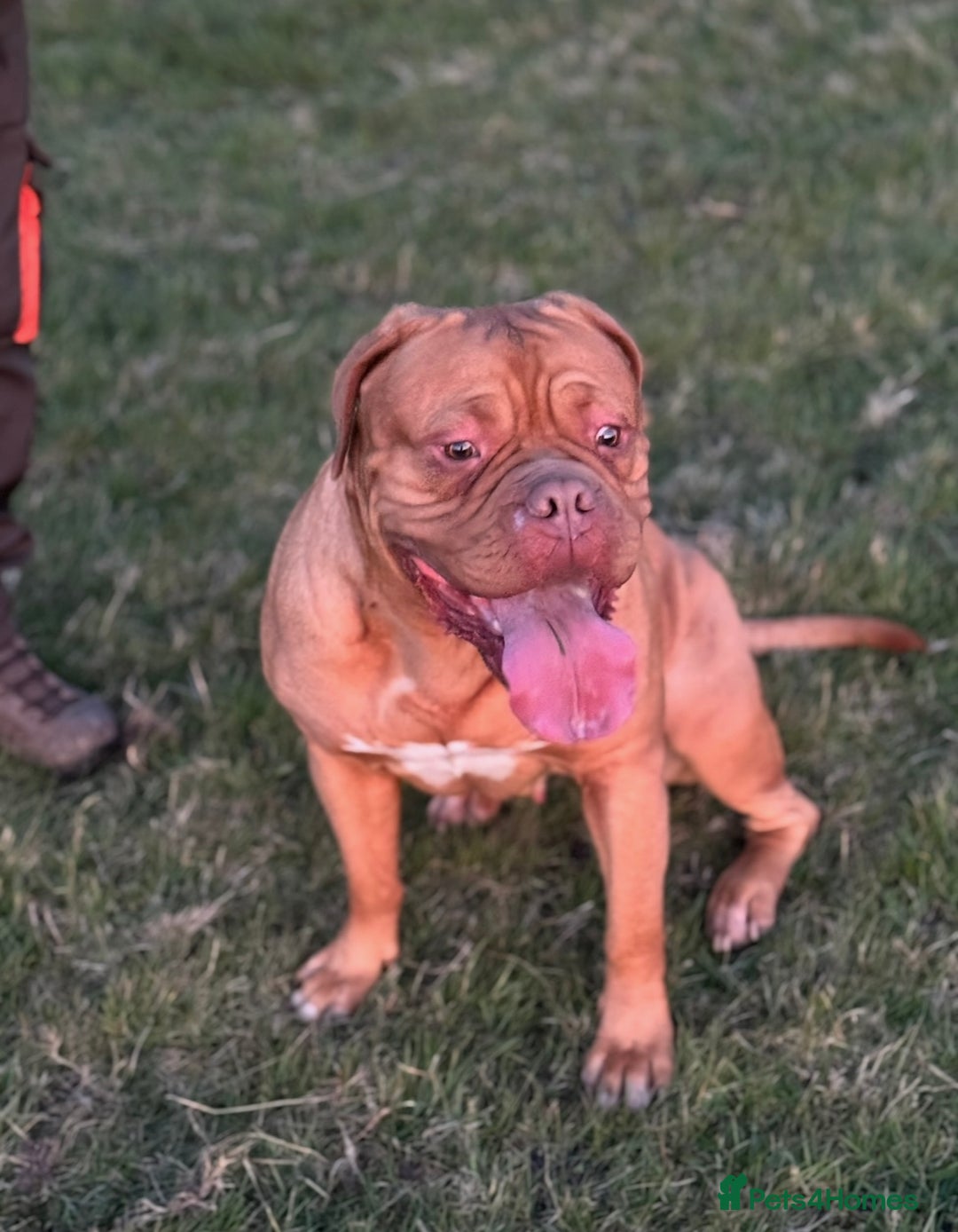 Dogue De Bordeaux dogs for sale: KC Dogue De Bordeaux  - Advert 8