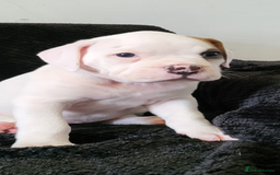 Boxer dogs for sale: Boxer pups - Image 4