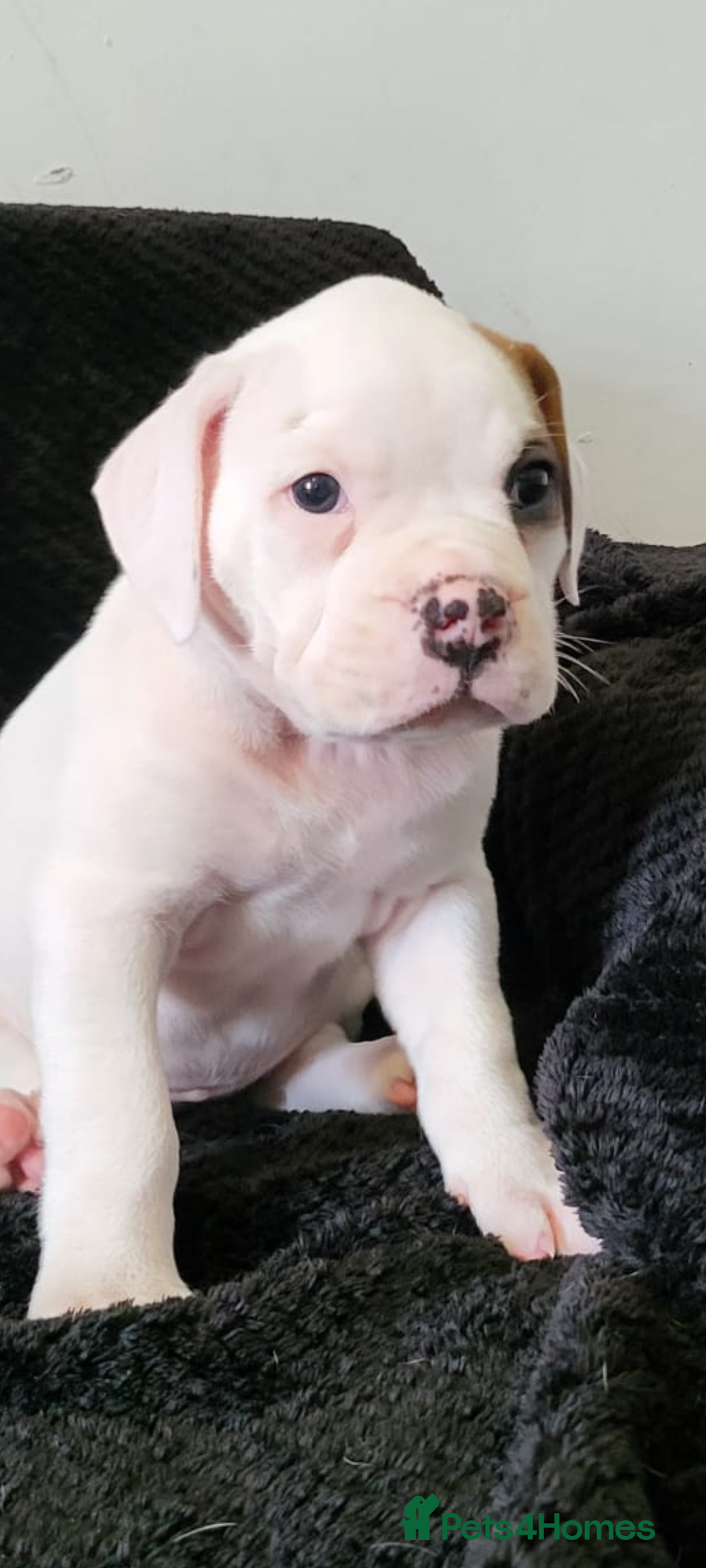 Boxer dogs for sale: Boxer pups - Image 4