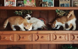 Mixed Breed cats for sale: Beautiful part siamese kittens  - Image 2